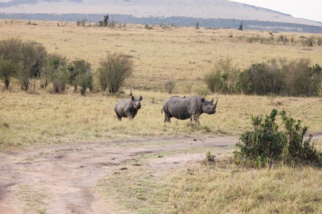 『サイ』<br /><br />