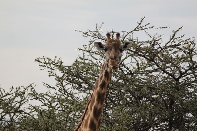 むしゃむしゃむしゃ・・・<br /><br />トゲだらけのアカシア・ツリー<br /><br />よく葉だけ選んで食べれるなぁ。