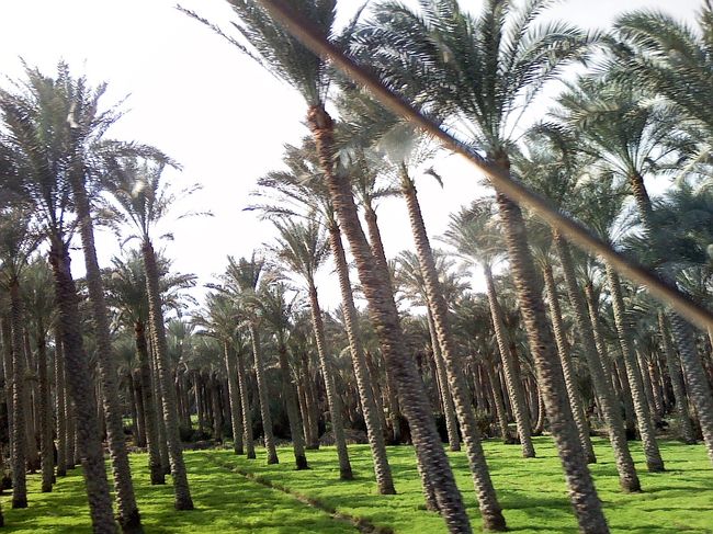 食後、バスに乗ってダハシュールへ。<br /><br />車窓から、椰子の木群。