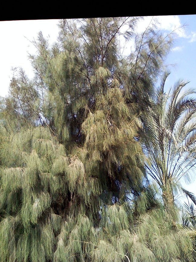 バスの車窓から、<br />旅行中この木よくみたけど・・なんだろう〜？