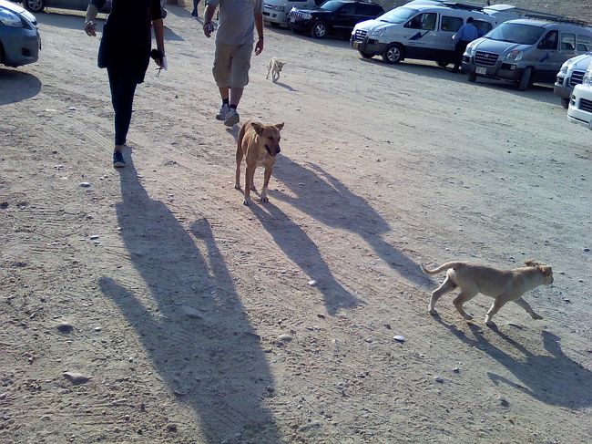 15:00、ジョセル王の階段ピラミッドへ。<br /><br />ケータイ忘れて一度バスに戻ったら、<br />結構バスの中で休んでる人がいました。<br />旅の終盤になるにつれ、体調を崩す人が増えてました。<br /><br />団体から外れて一人でぶらぶらしてたら、駐車場でワンコ発見。