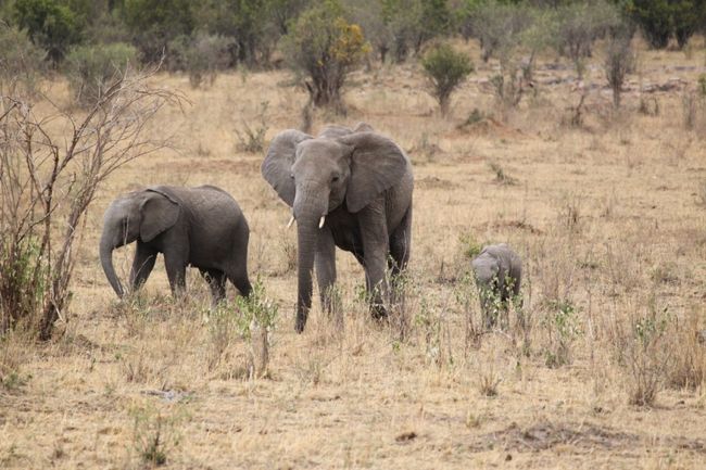 『ゾウ』の親子