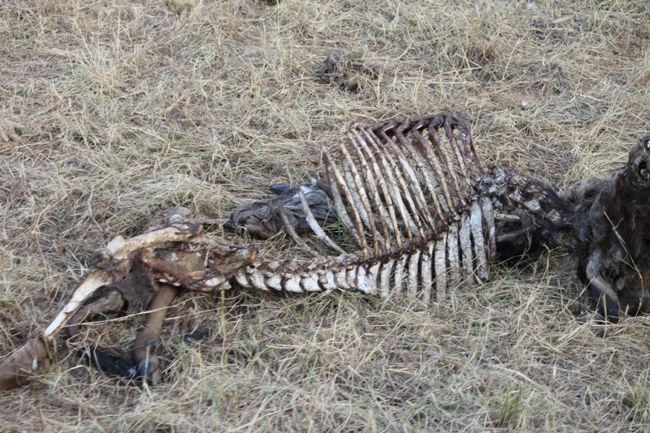 バッファロー！？<br />らいおんに食われたのでしょうか…