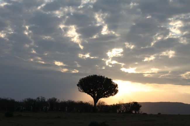 サバンナの象徴、カクタス・ツリー