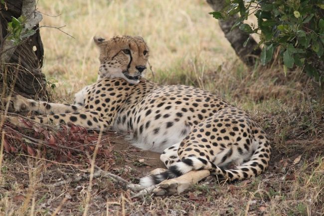 お！またチーター!!<br />ラッキーです