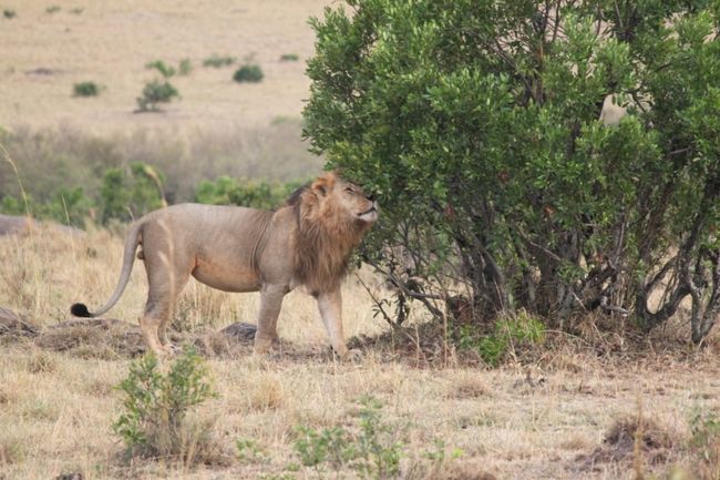 オスらいおん、木でじゃれる<br /><br />まるで、猫ですね