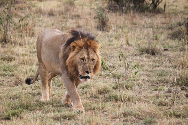 オスらいおん、練り歩く