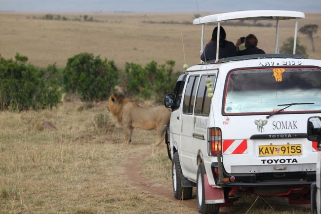 すごい。<br />ナクル湖のまったりした雰囲気とは打って変わってここぞ野生のサバンナだ!!という感じです。<br /><br />やっぱりライオンは万国共通で人気らしく、皆１時間くらいライオンに集合してました。<br />さすが百獣の王<br /><br />