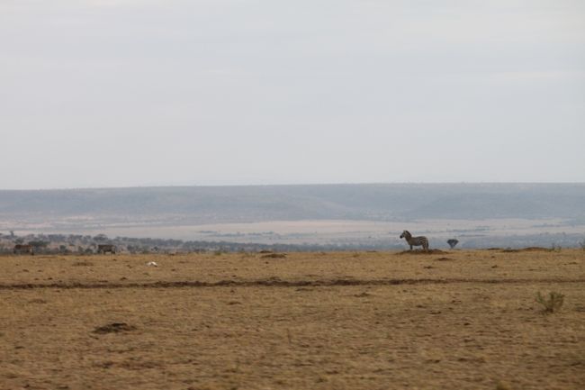 大草原<br />大自然