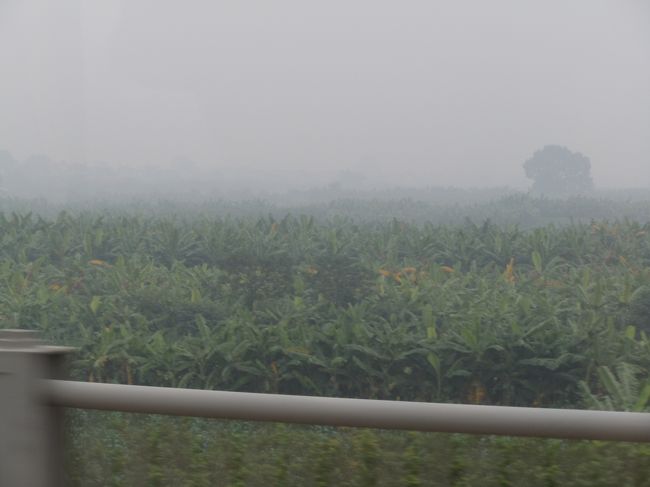 なぜか熱帯雨林みたいな場所<br />川のそばだからか？