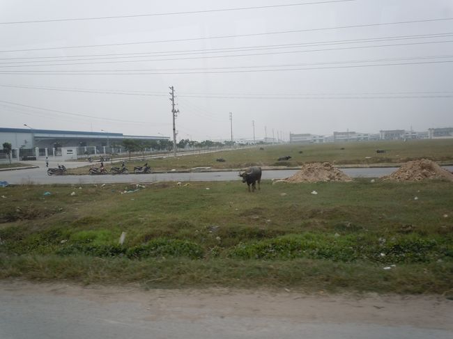 いきなり牛が道路わきに出現したり・・・<br /><br />柵とかなかったんだけど、牛は道路には出てこないものなのか・・<br /><br />ってか排気ガスに汚染された草を食べてそうでかわいそう