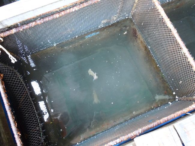 生け簀の中のシャコ<br /><br />新鮮ですよ、とガイドのTUANくんが言っていたが、どう見ても新鮮そうではないんだが・・・<br />