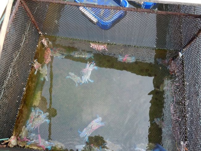 カラフルなカニ