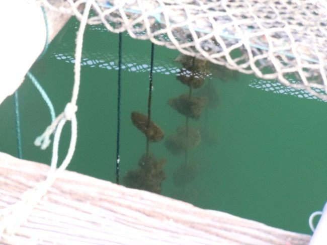 カキの養殖ですかね