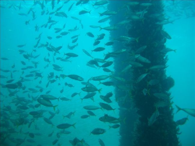 海の中です。柱にはたくさんのおさかなさん