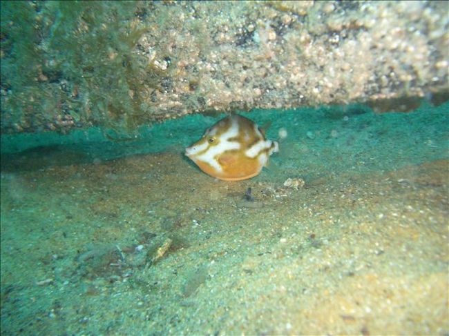 カワハギが結構カラフルで、何種もいます。