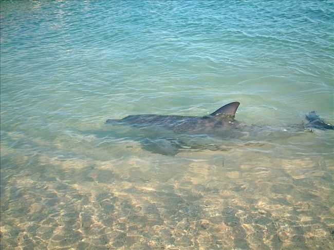 こんなに近くまでイルカがきます！すごいよね！