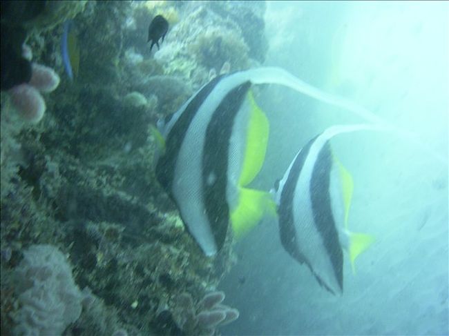 エクスマウスの海は、水温もなかなか暖かくダイビングしやすい環境でした。<br />熱帯の魚も見られて、なかなか良かったです。