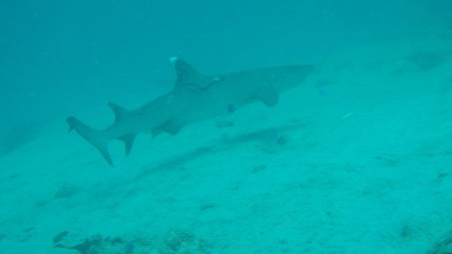 ホワイトチップもいた！かわいいサメ