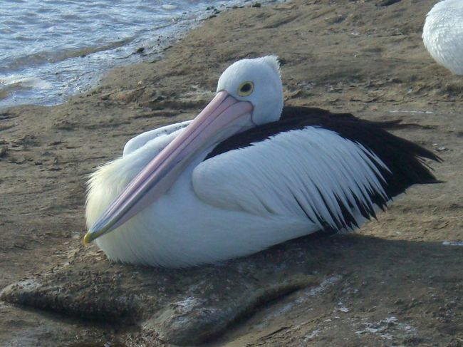 ペリカンがたくさんいます。西オーストラリア！
