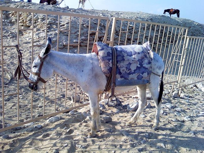 ロバさんはおとなしくてかわいいです。<br /><br />ちょっとお疲れ顔。