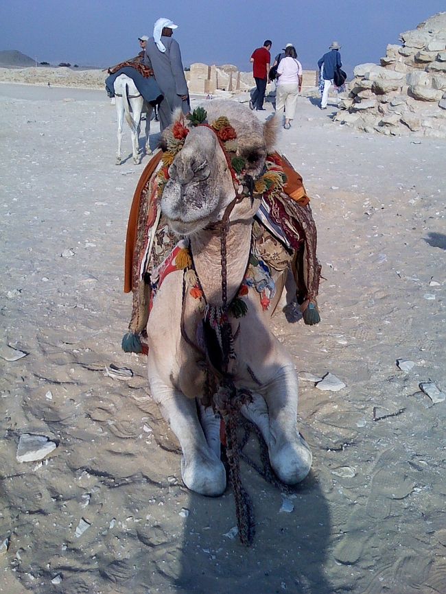 ラクダさん、真正面から。<br /><br />カメラ向けたらポーズつけてくれましたよ((笑´∀｀)