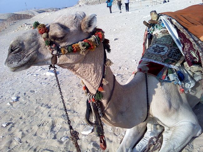 ラクダさん、横から♪<br />まつげフサフサ(〃▽〃)