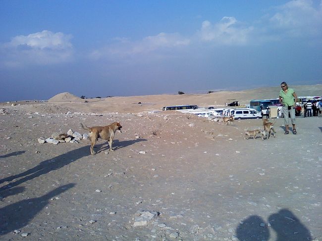 来たときより、犬が増えてるっ。