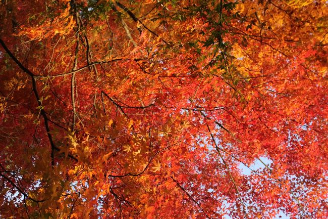 かなり迫力あります　広角いっぱいに紅葉゛もみじ゛入ります　超広角で狙うと面白いかも　ローアングルで