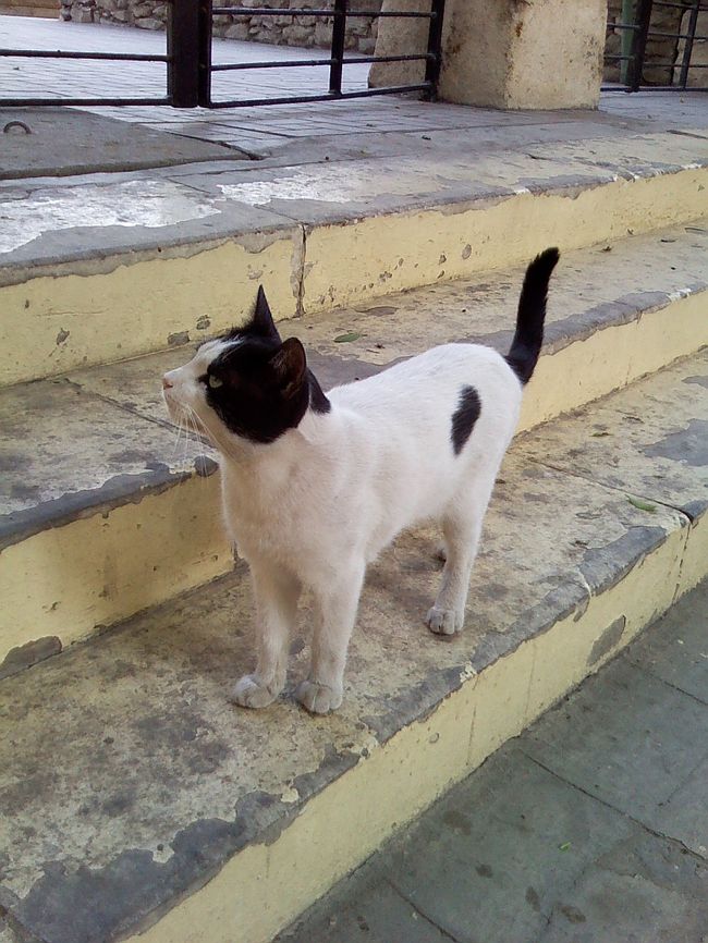 この教会は、にゃんこがたくさんいました。