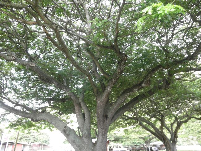 バスでクアロアに着いたらまずチケットを渡され、<br />半日コースと一日コースで別れて説明を受けます。<br />この木の下で受けました。<br /><br />この後、申し込み！<br />申し込みは早いもの順です。<br />アクティビティが行われる時間の所に、申し込みというか誓約書？があるのでそこに名前を記入します。<br /><br /><br />乗馬とバギーは人気と知っていたので、私たちはすぐ記入しました！<br /><br />といっても余裕で記入できて（1番に記入したくらい…）あっけにとられたんですが、どうも私たちのバスの到着が一番だったみたいで…。<br />そのあと人が増えてきて、あっというまにいっぱいになっていたのでラッキーだったかもしれません。<br /><br />・フラレッスン<br />・映画ツアー<br />・乗馬<br />・四輪バギー<br />を申し込みました。<br />本当はフラではなく、ジープのつもりだったんですがまた私がバス酔いして…　今回の旅行ではほんとに酔ってばかりでした（T T）<br /><br />※ちなみにこの日は日曜日でしたが、日曜日はカネオヘ湾クルーズがないとの事でした。あと射撃は3か月前になくなりましたとの事です（笑）<br />