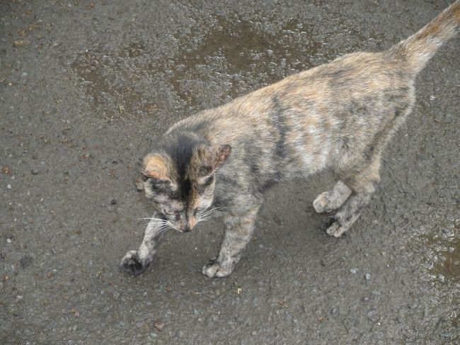 猫発見！！<br /><br />クアロア内で猫を3匹見ました♪<br />人懐っこいにゃんこ。