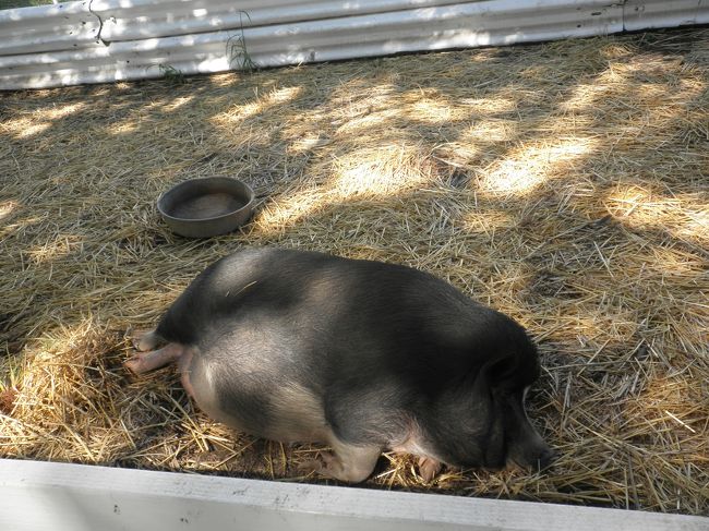このミニ動物園、結構寝てる動物ばかりでした（笑）<br /><br />しかし…太りすぎではありませぬか！？<br />ご懐妊中…とか！？