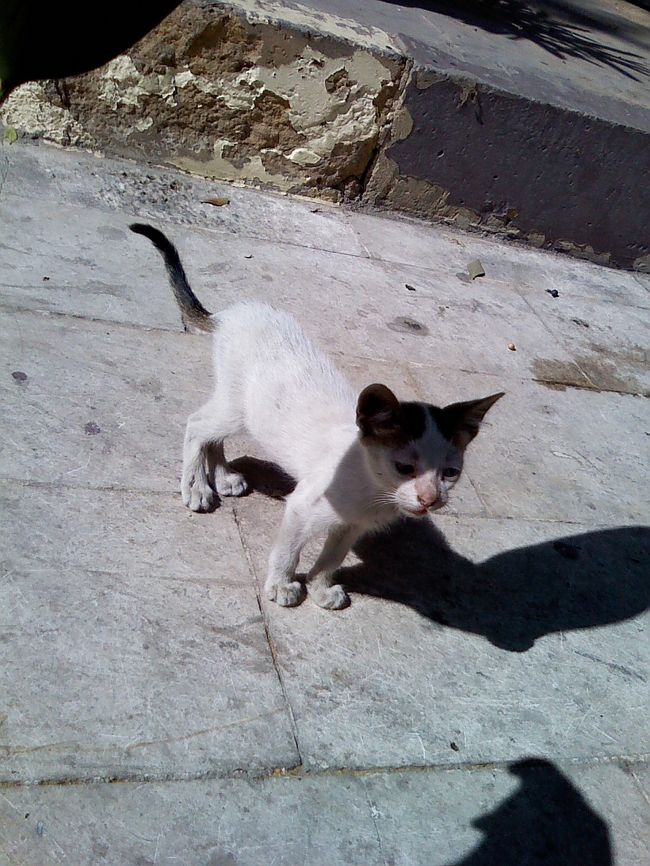 またまた、ニャンコ〜♪<br />左目がブルー、右目がグリーンで、<br />キレイな瞳の子猫ちゃん。