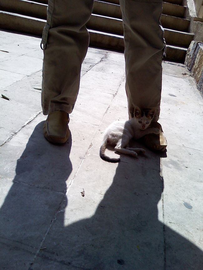 人懐っこくて、<br />足の上にゴロンとされました(〃▽〃)