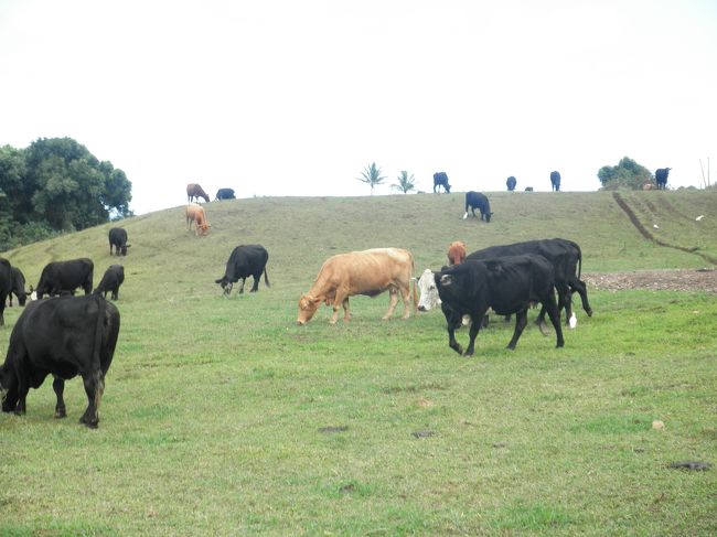 牛さんも気ままにウロウロ。<br />かなりの数です。<br /><br />顔だけ白い牛がいて思わずカメラを向けてしまいました。<br />