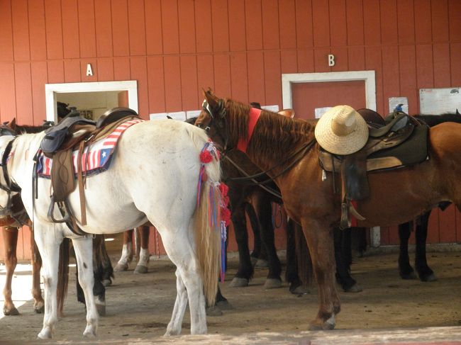 午後一番始めは乗馬。<br />初めに説明のビデオを見ます。<br /><br />それから順番に乗馬します。<br /><br />ちなみに…ハロウィンだったので、仮装している方がたくさんいました！！<br />顔半分にゾンビのマスクを着けて掃除をしている人とか、ジャックスパロウとか…。<br />係の方の馬は係の方にあわせてちょっと仮装してました★<br />