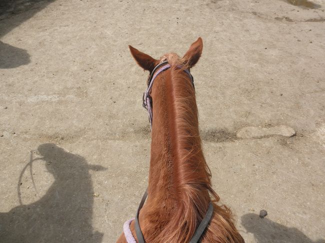私の乗ったお馬さん♪<br /><br />乗馬中は片手なら写真撮影OKです。<br />カメラは首からかけられるものは持って行ってもOKであとの荷物はロッカーへ。<br />ロッカーは有料ですが、帰りに一部返金されます。<br />
