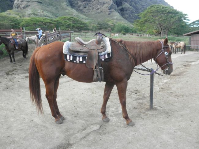 私が乗ったお馬さん。<br />名前はローラちゃんだったかな。<br />途中草を食べたり、おしっこしたり…（笑）<br /><br />楽しかった♪ありがとう！