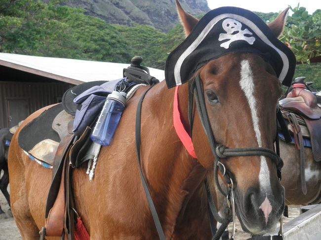 ジャックスパロウの仮装の係の方のお馬さん。<br /><br />かわいくて思わずカメラを向けました♪