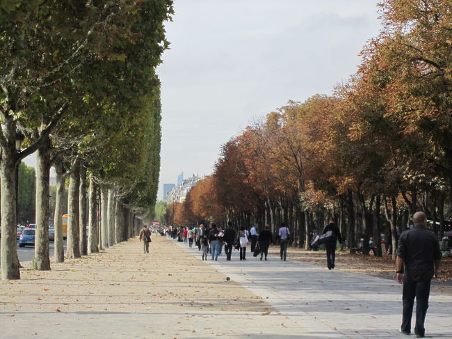 マロニエ（赤く色づいています）とプラタナスの並木道
