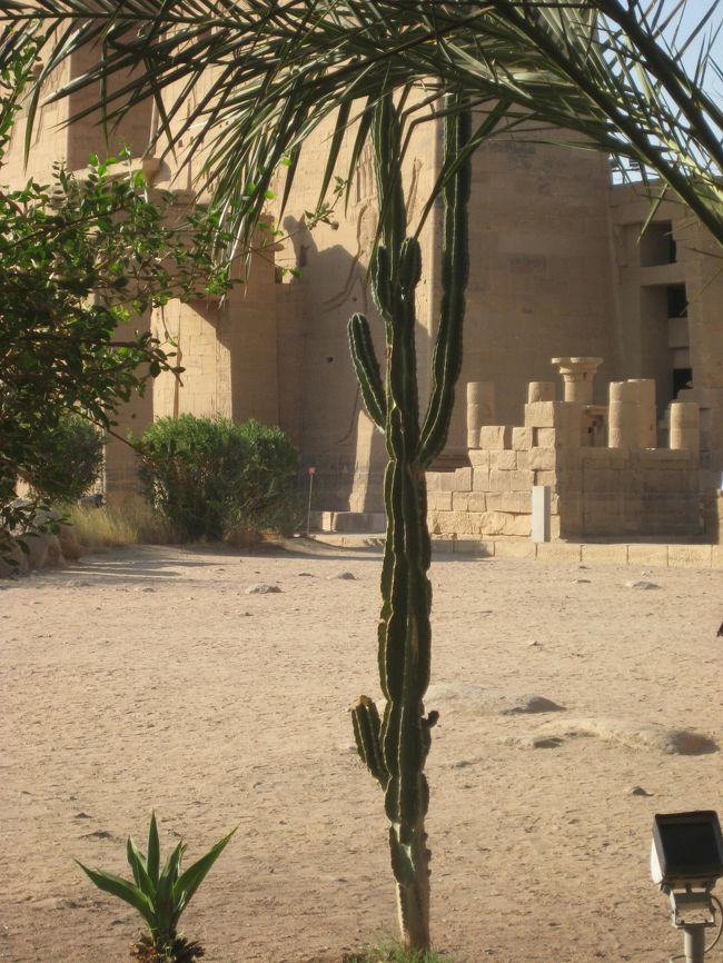 サボテン。<br />ひょろ長です。