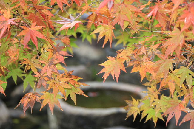 こんなステキな写真を撮ってくれました。