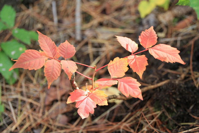 こんな小さな芽も紅葉するんですねっ。