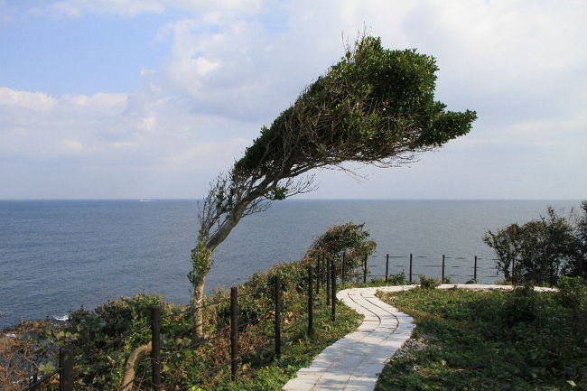 遊歩道を景色を眺めながら歩きます。<br /><br />厳しい日本海の風で、木がこんなに曲がってる。