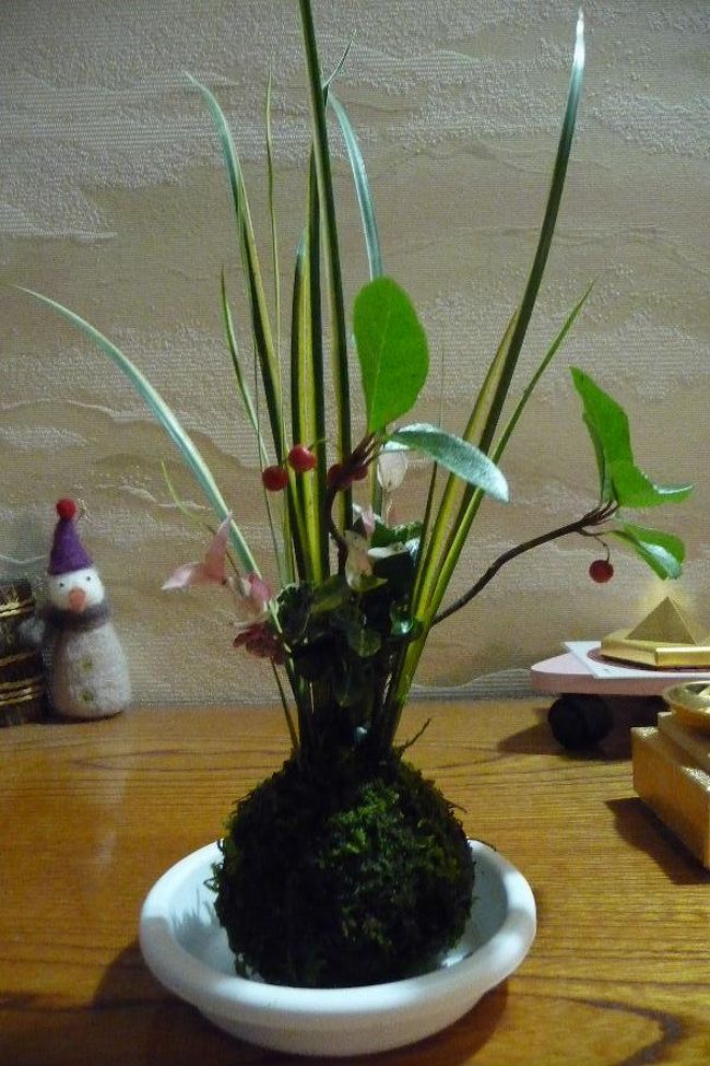 途中、レストラン浜中　さんを教えてもらった道の駅で購入した、苔玉。<br /><br />お正月っぽくて♪<br /><br />もってください、お正月まで（笑）