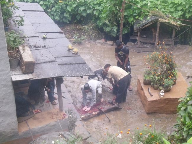 ２０１０年１０月１６日（土）<br />ネパールの休日は土曜日だ。以前聞いた話だがインドの休日は日曜日。<br />パキスタンの休日は金曜日。インドともパキスタンとも同じ休日にしたくないから間をとって土曜日にした、と言うのだが真相のほどは定かではない<br /><br />クリシュナが、交渉して８２５RPを７００RPに負けてくれた。よしよしお前はよいガイドだ。<br />電話機がむき出しで置いてある。窓際に去年まで使っていたであろう鍵のかかる電話ケースが置いてあった。今ではみんな携帯を持っているので、借りる人がいなくなったのだろう。<br />８：００出発<br />９；０５バンダールここまで自動車やバイクは来れるようだ。寒いので通過<br />１０：００にぎやかに声がするので、一服しようとチャイ屋に入ろうとすると、ここは違うと言う。横を通り上に上がると、農家の庭先でヤギの首切りシーンを見た。<br />牛刀を振り上げ一気に振り落す。あまり血は出ない。男は逆さにして、洗面器で血をうけとっている。皿と血とはよく字が似ている。対でできた象形文字だろう。<br /><br />チャイ屋で休んでいると、先ほどの犠牲ヤギが運ばれてきた、<br />腹膜の中に内臓が入っている。腸に水を入れて絞り出している。