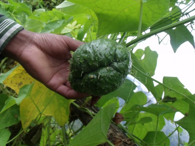 ２０１０年１０月１６日（日）<br />朝散歩に出る。ポリスボックスにリストを見せてもらう。８月１０日より、６４９番目であった。<br />日本人は少なく、１人が多かった。各国とりどりだが、４人ぐらいのグループが一番多かった。<br /><br />８：００出発　桜の花びらが落ちてきた。<br />９：１０CHHUMBO　シャクナゲの林<br />１０：３５クリシュナが、とげとげの木魚のふかしたのをもってきてくれる。とげとげが痛いのでむいてもらう。どちらかと言うとじゃがいもににていて、どちらかというとうまいほうだ