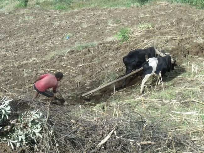昨日はリンムまで来なければいけなかったのだ。今日も長い道のりみたいだ。<br />皆さん早だちしている。８時に出発するぞと言ったら、７：３０だと言われた。<br />７：４０出発　ナクチーズ１００g１００RPコンデとリンゴの木　イスラエルも宿が違っていたが泊まっていた。<br /><br />８：５０タキシンド峠　ここはドンキーズホテル　ロバのホテルだ<br />荷馬はところどころ擦り切れており痛々しい。君たちのおかげで楽させてもらっている。<br />アリガトネ真上を飛行機が飛んでいく。ルクラが近いからか、飛び始めたのかは不明。<br />とんがった山はコスンと親父が言った。<br /><br />９：４０帰りの飛行機が行く。<br />１０：２０子猫を子供がつついて遊んでいる。<br />電話機を外に持ち出し話している。やはり感度が悪いのだ。<br />１１：３５NURTHALA電気が来ている。ワイヤーだけ？まさか裸電線？<br />明らかにペースが落ちている。昨日の夕方みたいな歩き方だ。