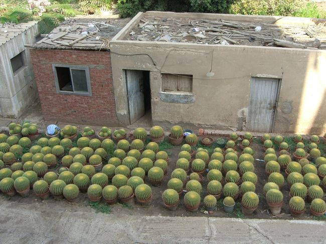 レストランの横にサボテン畑が…<br />鑑賞用なのか、食用なのか、どちらなんでしょう？